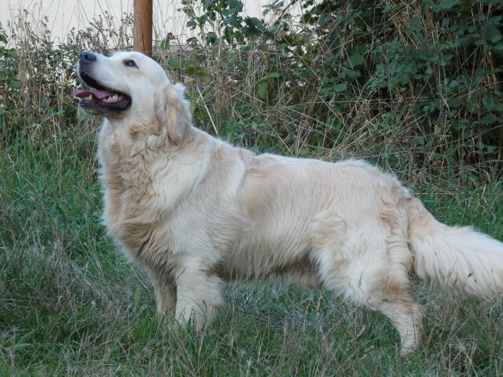 Les Golden Retriever de l'affixe Yannick Percheron