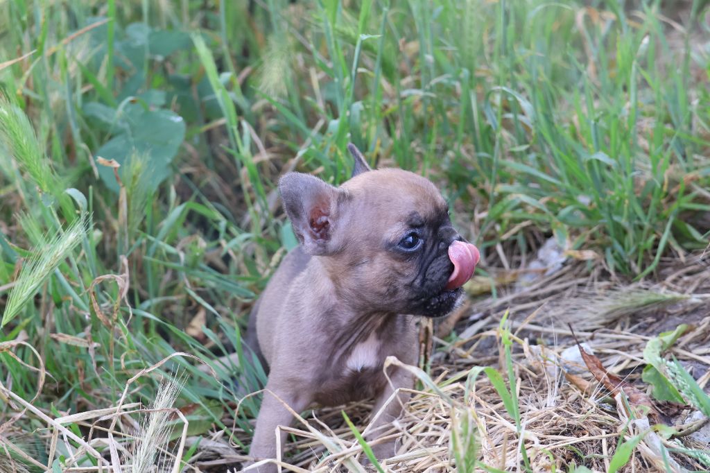 Yannick Percheron - Chiot disponible  - Bouledogue français