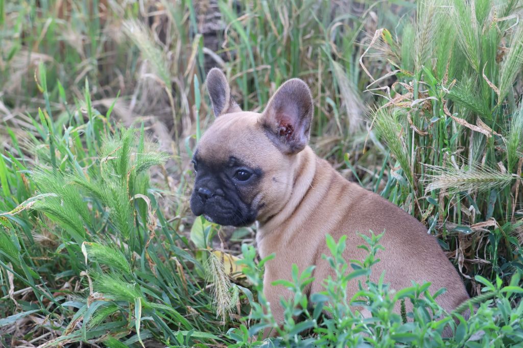 Yannick Percheron - Chiot disponible  - Bouledogue français