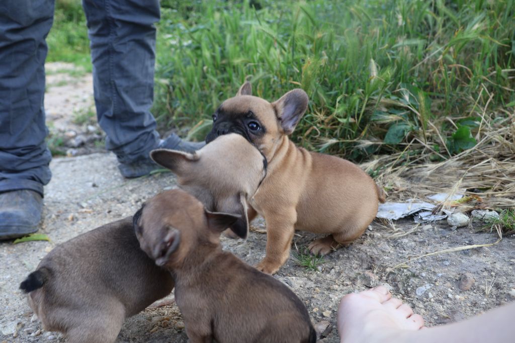 chiot Bouledogue français Yannick Percheron