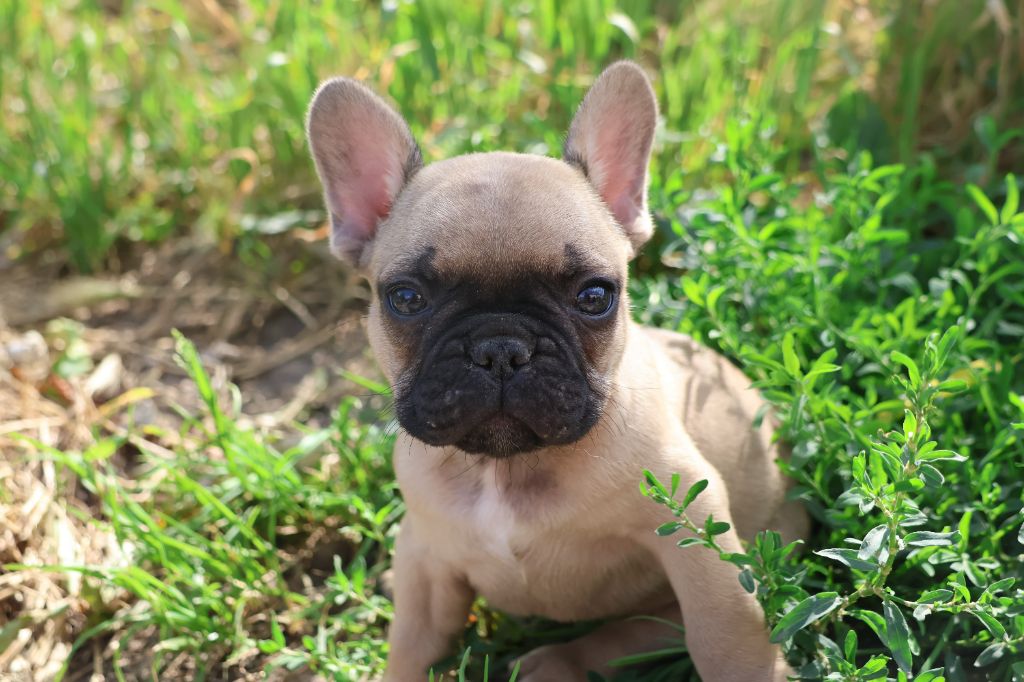 Yannick Percheron - Chiot disponible  - Bouledogue français