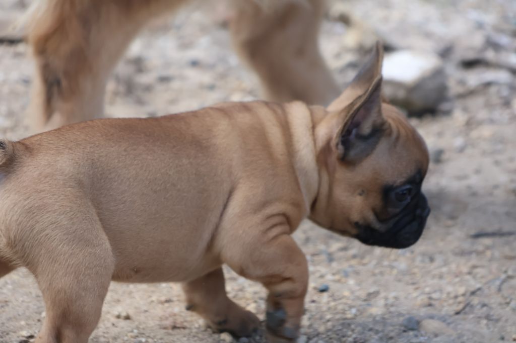 Yannick Percheron - Chiot disponible  - Bouledogue français